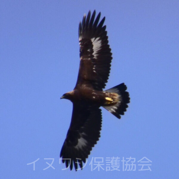 イヌワシの繁殖・同じ幼鳥でも個体ごとに白斑の大きさや形が違います