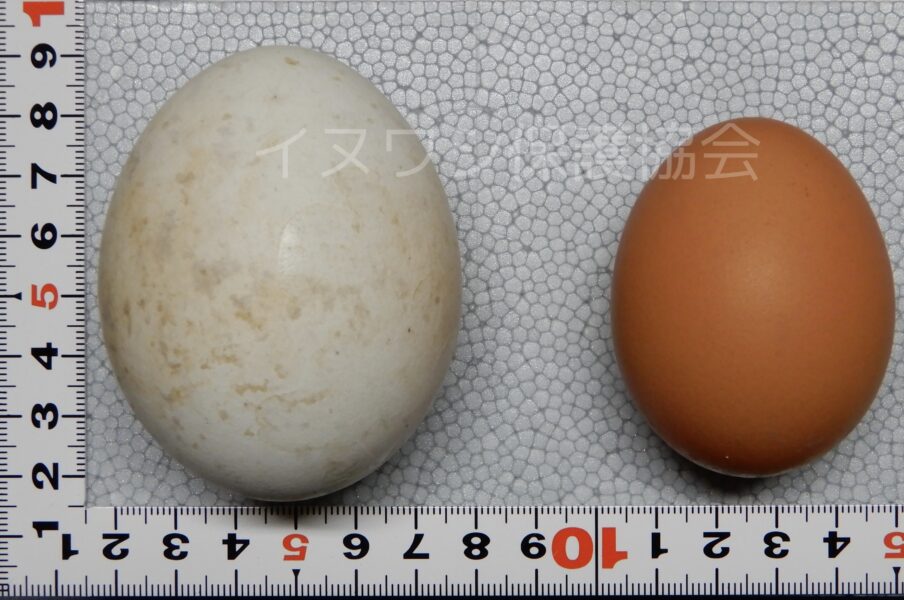 イヌワシの繁殖・左がイヌワシ・右がニワトリの卵